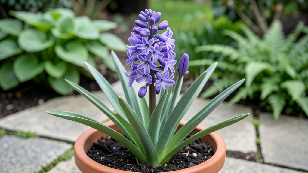 How Tall Do Hyacinths Grow: 6-12 Inch Blooms & Care Secrets